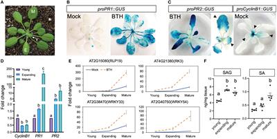 Ontogenic stage-associated SA response contributes to leaf age-dependent resistance in Arabidopsis and cotton